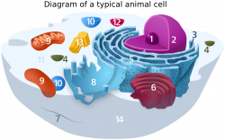 Animal Cell diagram numbered - /medical/anatomy/cells/animal_cell ...