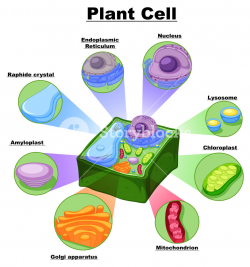 Diagram showing parts of plant cell illustration Royalty-Free Stock ...