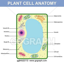 Vector Illustration - Structure of a plant cell. EPS Clipart ...