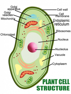 Anatomy of a Plant Cell | My Articles | Pinterest | Plant cell ...
