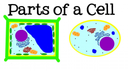 All About Cells and Cell Structure: Parts of the Cell for Kids ...