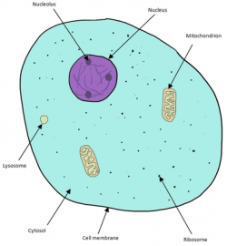 Chapter 6: Cell Structure - leavingcertbiology.net