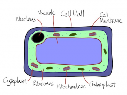 Plant cells - Cell Biology!