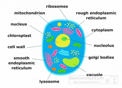 Science Clipart- animal-cell-structure-clipart-illustration-6818 ...
