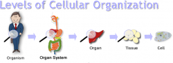AUG. 18-20: CELL THEORY AND CELL ORGANIZATION - Kihei Charter STEM ...