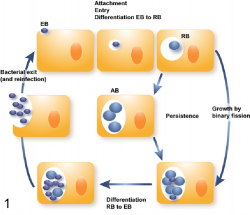 Chlamydia developmental cycle. The elementary body (EB) attaches to ...