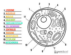 Animal Cell Clipart & Worksheets - Homeschool Clipart