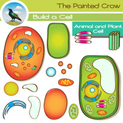 Animal Cell & Plant Cell Clip Art - 28 Piece Set - Color & Blackline ...