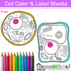 Cell Coloring Page | Plant cell, Plants and Animal