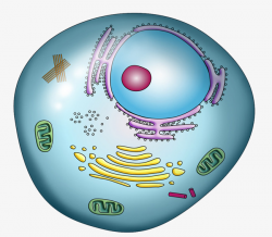 Color Nuclear Structure, Cytoplasm, Plant Cell, Model Structure PNG ...