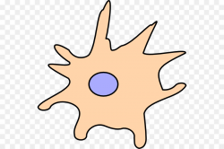 Dendritic cell Drawing Clip art - cell clipart png download - 600 ...