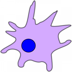 Dendritic Cell Clip Art at Clker.com - vector clip art online ...