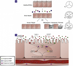 Renal tubule epithelial cell-cycle alterations in AKI. (A) In the ...
