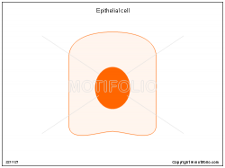 Epithelial cell Illustrations