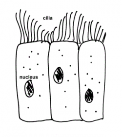 What are the functions of ciliated cells? - Quora