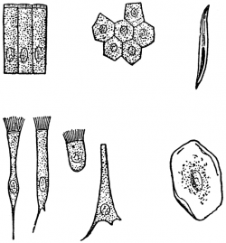 Various kinds of epithelial cells | ClipArt ETC