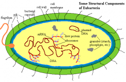 Palaeos: Kingdoms: Prokaryotes: Bacteria: Eubacteria