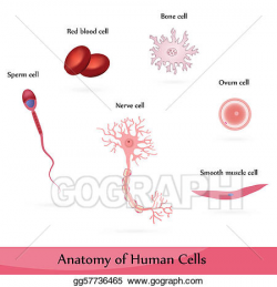 Vector Art - Human cells. Clipart Drawing gg57736465 - GoGraph