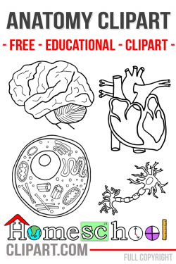 Free Anatomy Clipart for Teachers. Featuring a human cell, heart ...