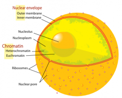 human cell nucleus label - /medical/anatomy/cells/cell_2 ...