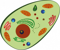 Clipart - human cell