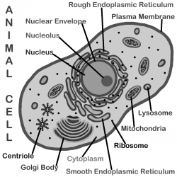 Animal Cell Clipart Label on Human Cell Drawing At Com Free For ...