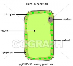 EPS Illustration - Labelled diagram of plant palisade cell. Vector ...