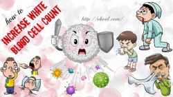 26 Tips On How To Increase White Blood Cell Count Naturally