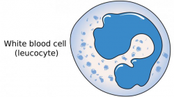 White blood corpuscles (WBC) or leucocytes | Sciencetopia