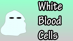 White Blood Cells - What Are White Blood Cells - Types Of White ...