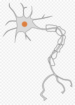 Neuron Nervous system Cell Clip art - neurons png download - 1736 ...