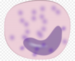 Monocyte Blood cell Macrophage Clip art - Macrophage Cliparts png ...
