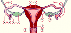 The female genital tract; the ovary and the dominant follicle