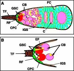 A Niche Maintaining Germ Line Stem Cells in the Drosophila Ovary ...
