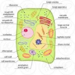 Plant Cell Science Diagram Clipart by Poppydreamz | Plant cell ...