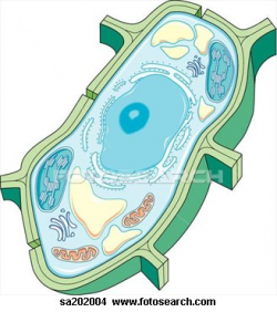 Labeled Plant Cell Clipart