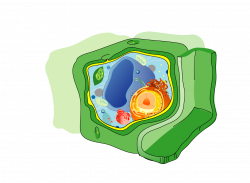 File:Plant cell structure no text-2.svg - Wikipedia