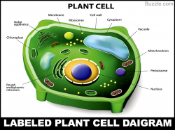 Basic Unit of Life: Plant Cell Structure and Functions