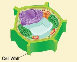 What is the structure of a plant cell wall? - Quora