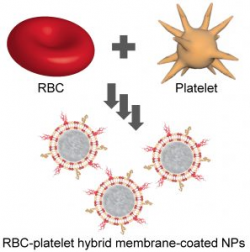 The Best of Two Cells: Hybrid Membrane Coatings - Advanced Science News