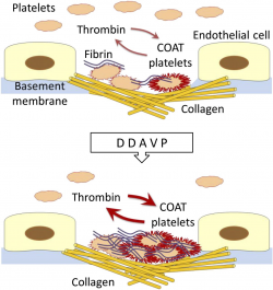 Desmopressin and super platelets | Blood Journal