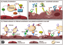 Platelet-endothelial cell interactions. (A) The healthy endothelium ...