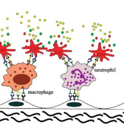 Membrane flip-flop mechanism. Platelet activation allows the ...