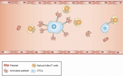 Interaction between circulating cancer cells and platelets: clinical ...