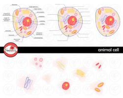 Animal Cell Science Diagram Clipart Set 300 dpi School
