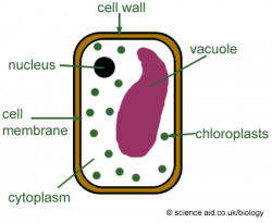 Simple Plant Cell Drawing at GetDrawings.com | Free for personal use ...
