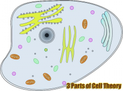 3 Parts of Cell Theory | Modern Cell Theory | History of Cell Theory