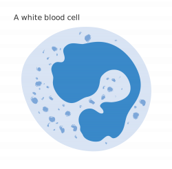 File:Diagram of a white blood cell CRUK 028.svg - Wikimedia Commons