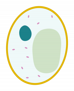 File:Simple diagram of yeast cell (blank).svg - Wikimedia Commons