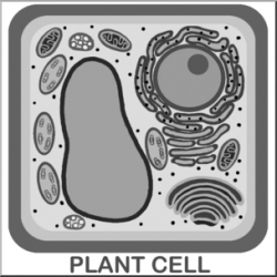 Clip Art: Cells: Plant Unlabeled Grayscale I abcteach.com | abcteach